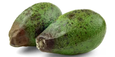 Особенности выращивания авокадо - купить семена с доставкой почтой по  Украине из Винницы посевного материала