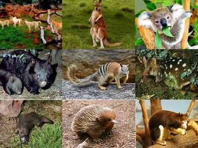 Животные Австралии | Животные австралии, Животные, Морские слоны