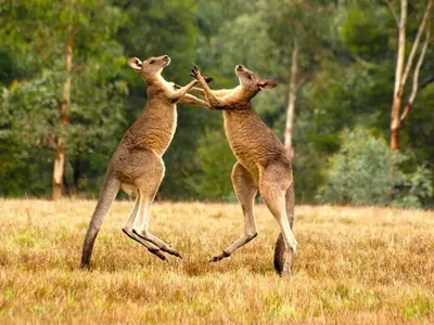 7 животных Австралии, которые хотели бы убивать, но не могут | Пикабу