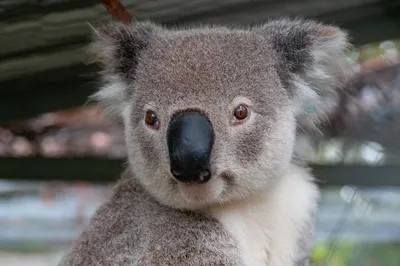Редкие животные в Австралии🦘 Австралия известна своим уникальным и  разнообразным фауной, включая множество редких и удивительных видов… |  Instagram