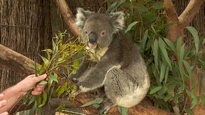 Почему в Австралии так много ядовитых животных?