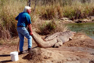 Самые большие животные, которые жили в Австралии тысячи лет назад -  Hi-News.ru