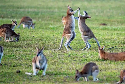 Чем обернулись овцы, лисы и кролики для Австралии: поучительная история про  инвазивные виды