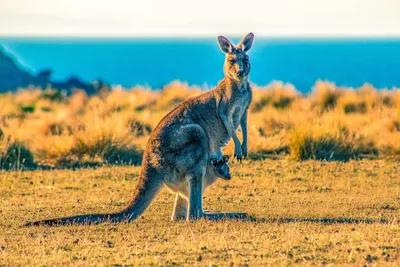 Жители города в Австралии стали заложниками наглых кенгуру — Секрет фирмы