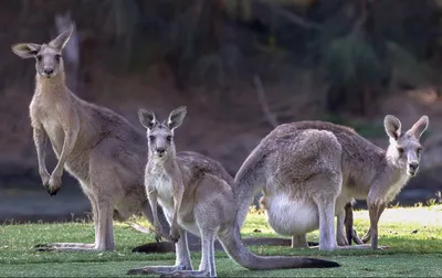 Австралия - История - Природа - Животный мир