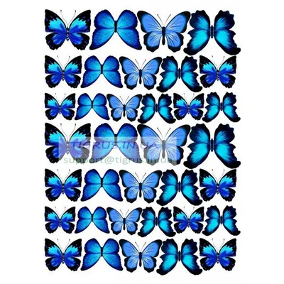 Изображение бабочки для печати Иллюстрация вектора - иллюстрации  насчитывающей померанцово, макрос: 169730754