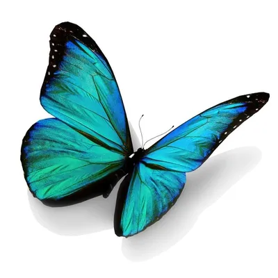 Хрупкая бабочка с нежными жёлтыми крыльями, изолирована на белом фоне Stock  Photo | Adobe Stock