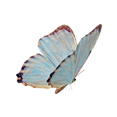 парящие цветные бабочки на белом фоне Иллюстрация штока - иллюстрации  насчитывающей бобра, бабочка: 211992533