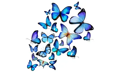 Красивые бабочки картинки для детей - 36 фото