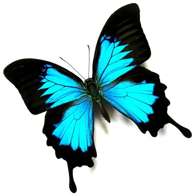 розовые бабочки на белом фоне. тропические мотыльки. насекомые для дизайна.  акварельные краски Стоковое Фото - изображение насчитывающей сумеречницы,  цветасто: 216722312