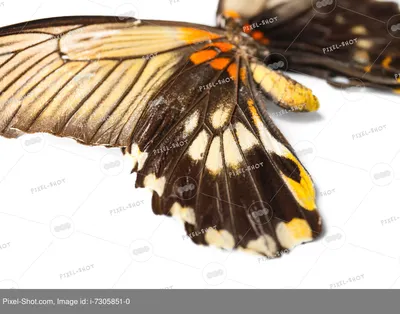 Зеленая бабочка рисунок - 56 фото