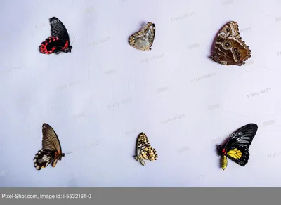 Голубые бабочки на белом фоне Стоковое Фото - изображение насчитывающей  свободно, бежевое: 185236524