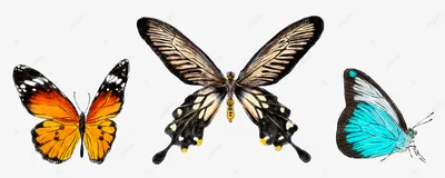 разноцветная бабочка с разноцветными полосками на ней, печать фотографий  бабочки, бабочка, белый фон картинки и Фото для бесплатной загрузки