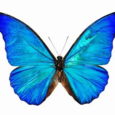 Настройка различных бабочки на белом фоне в кадре Стоковое Изображение -  изображение насчитывающей комплект, бабочка: 168290823