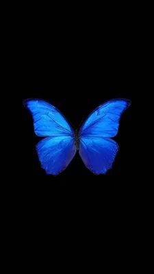 Синяя бабочка на черном фоне (много фото) - treepics.ru