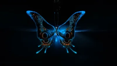 Голубые бабочки на черном фоне - фото и картинки abrakadabra.fun