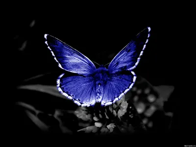 на этой фотографии бабочка на черном фоне, красивые перья нами ласточкин  хвост белая спина, опылитель, бабочка фон картинки и Фото для бесплатной  загрузки