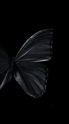 Рисунок эстетичной бабочки - 69 фото