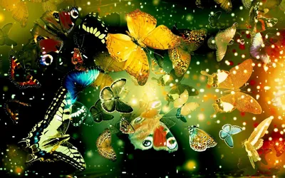 черно белая бабочка на листе на черном фоне, красивые перья бабочки  огомадара белая спинка, Hd фотография фото, опылитель фон картинки и Фото  для бесплатной загрузки