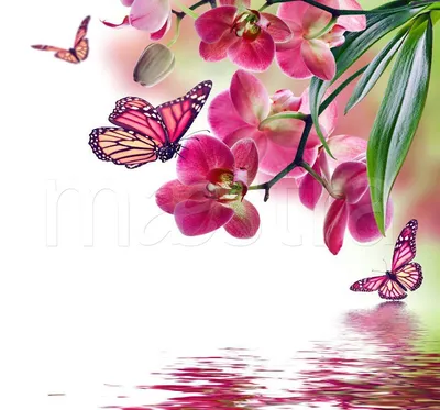 Фотообои Бабочки на цветах купить в Москве, Арт. 4-103 в интернет-магазине,  цены в Мастерфресок