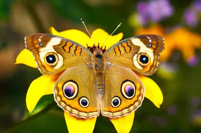 Бабочка на цветке для срисовки - 48 фото