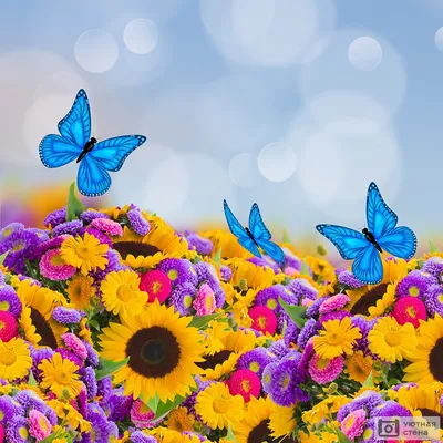 Фотообои \"Бабочки на цветах\" - Арт. 210160 | Купить в интернет-магазине  Уютная стена