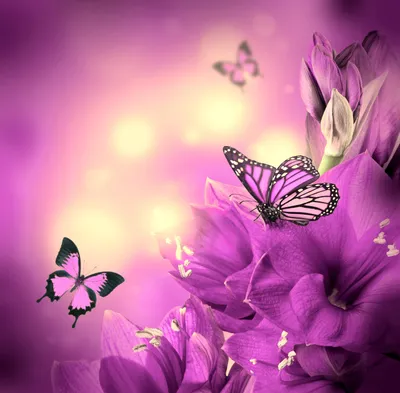 Бабочки Насекомые Цветы - Бесплатное фото на Pixabay - Pixabay