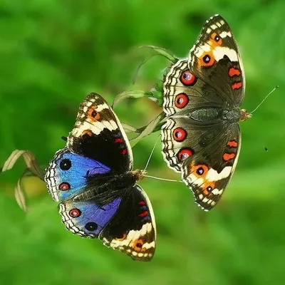 2 Бабочки На Цветах — стоковые фотографии и другие картинки Бабочка -  Бабочка, Без людей, Ботаника - iStock