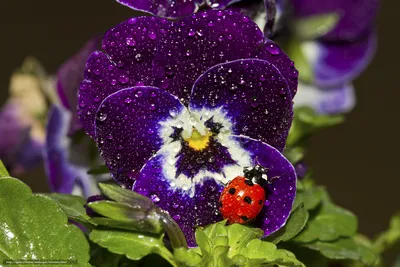 Фото Бабочки Тюльпаны Цветы