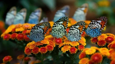 Бабочка в цветах с нечеткой естественной фоном. Красивые фотографии цветов  бабочек. Стоковое Фото - изображение насчитывающей муха, макрос: 181368170