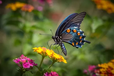 группа бабочек на цветке, бабочки отдыхают на ярких цветах, Hd фотография  фото, цветок фон картинки и Фото для бесплатной загрузки