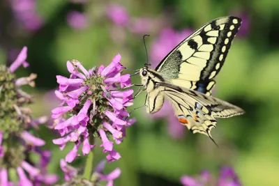 Красивые бабочки на цветах (93 фото) »