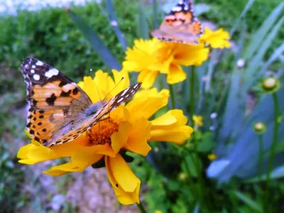 Природа Бабочки Дневные Цветок - Бесплатное фото на Pixabay - Pixabay