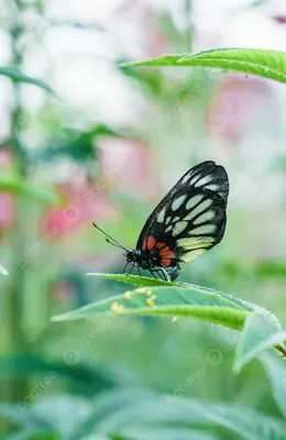 Рисунок бабочки в цвете - 72 фото