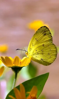 Парусники Бабочки Бабочка Цветы - Бесплатное фото на Pixabay - Pixabay