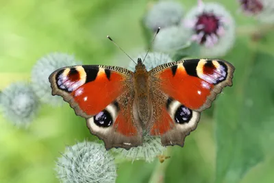 Бабочки павлиний глаз