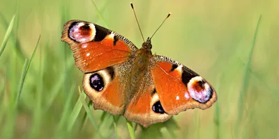 Бабочка Павлиний глаз: питание, образ жизни, места обитания