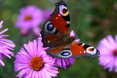 Бабочка Бабочки Павлиний Глаз Куст - Бесплатное фото на Pixabay - Pixabay