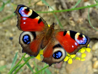 В Никополе студент сфотографировал бабочку года | Інформатор Нікополь