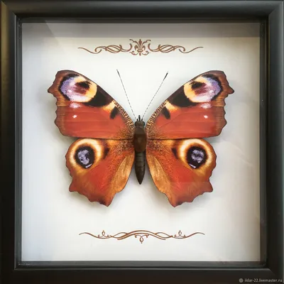 5 интересных фактов о жизни бабочки дневной павлиний глаз