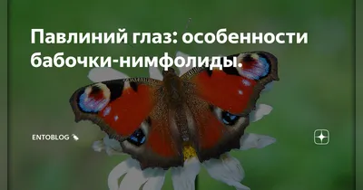 Весенний полет бабочки — Фото №178697