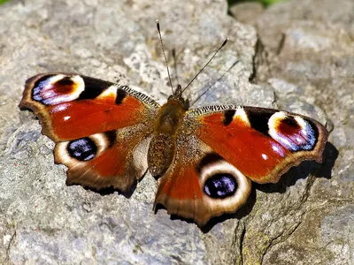 Павлиний глаз. (лат. Aglais iо) дневная бабочка из семейст… | Flickr
