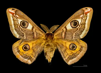 Павлиний глаз: особенности бабочки-нимфолиды. | EntoBlog 🐜 | Дзен
