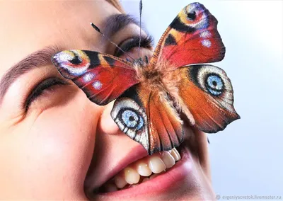Дневные бабочки Черноголовки: павлиний глаз, адмирал, репейница и траурница