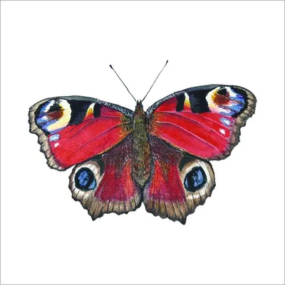 Детализированное макро фото бабочки …» — создано в Шедевруме