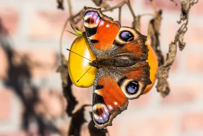 Раскраска Бабочка Павлиний глаз | Раскраски бабочек. Рисунки бабочек,  картинки бабочек