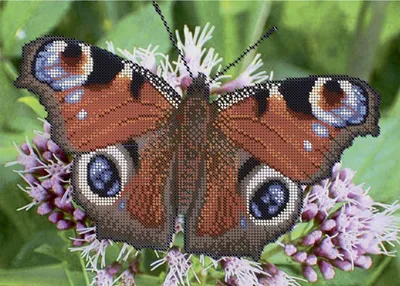 Бабочка Павлиний Глаз Насекомые - Бесплатное фото на Pixabay - Pixabay