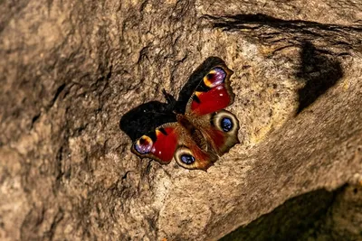 Бабочка Павлиний глаз, Peacock butterfly - YouTube