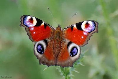 Иллюстрация Бабочки (павлиний глаз) в стиле графика |