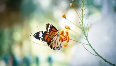 Бабочки в животе» — Beagle